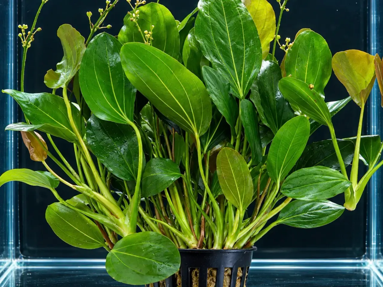 Billede 1 - Akvarie planter / FRAA 25kr.