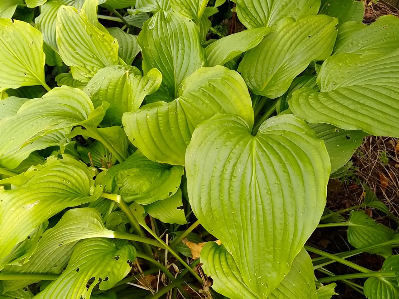 Billede 2 - Hosta 10 kr