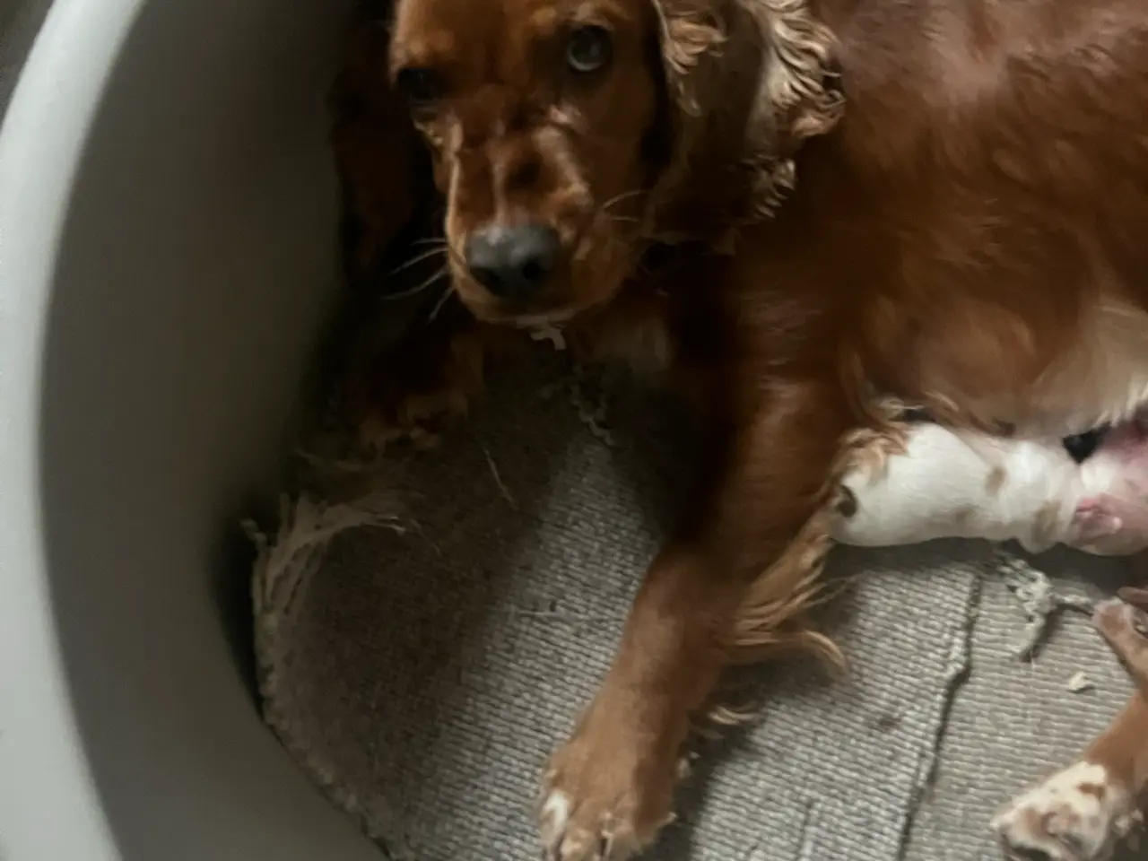 Billede 6 - Engelsk Cocker spaniel hvalpe