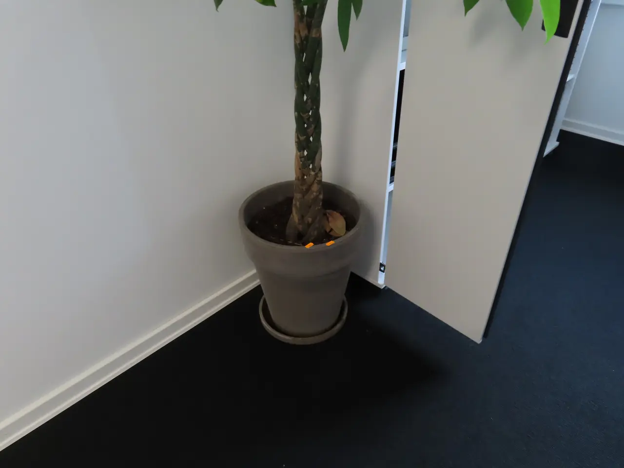 Billede 3 - Plante I krukke