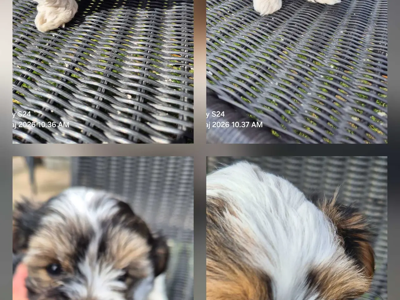Billede 1 - Biewer Morkie hvalpe.