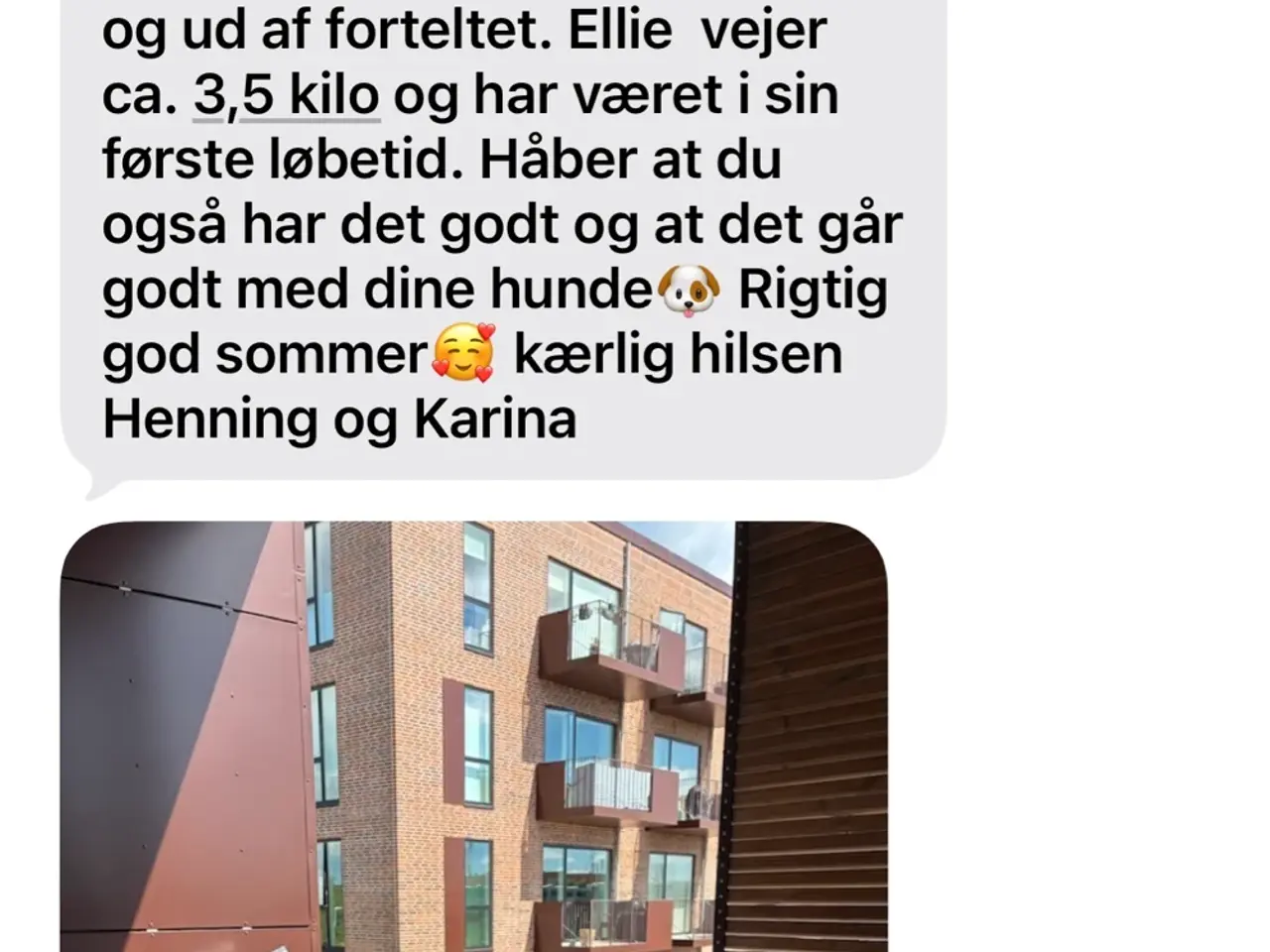 Billede 6 - Havapoo-hvalpe klar til nye hjem i November