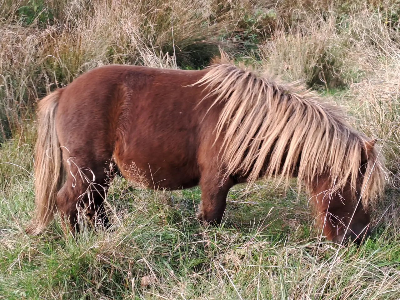 Billede 6 - Shetlandspony 3-års hingsteplage. 