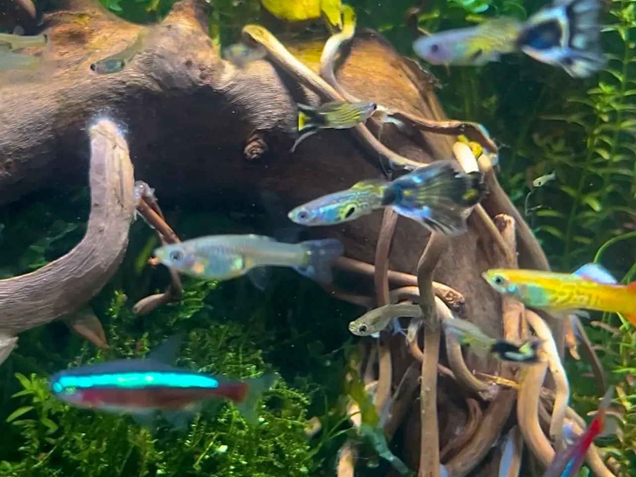 Billede 4 - Green snakeskin guppy (renstammet)
