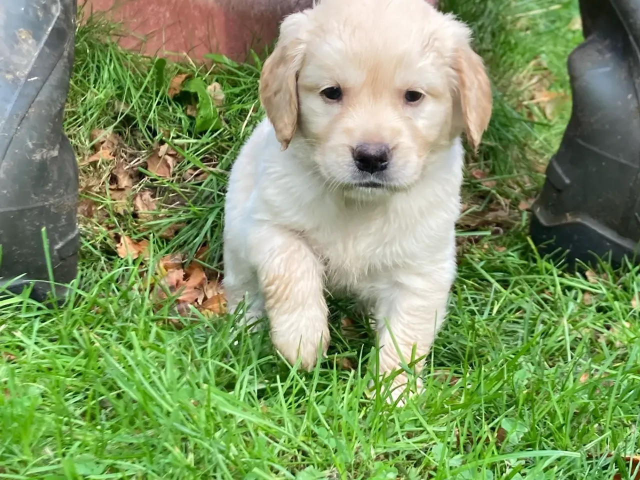 Billede 5 - Hvalpe, Golden retrievere