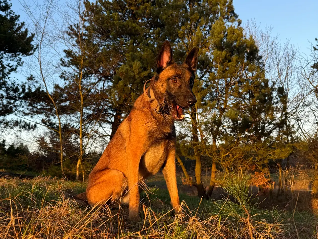 Billede 1 - Gratis Belgisk malinois