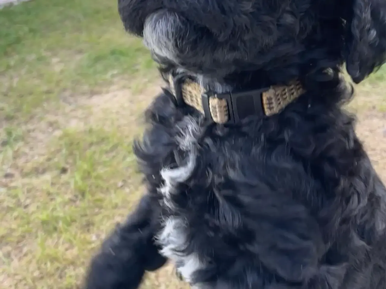 Billede 1 - Cavapoo f1b