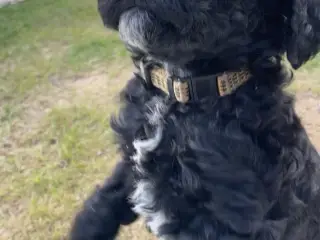 Cavapoo f1b