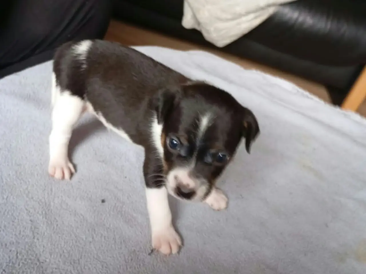 Billede 6 - Ðansk svensk gårdhunde hvalpe