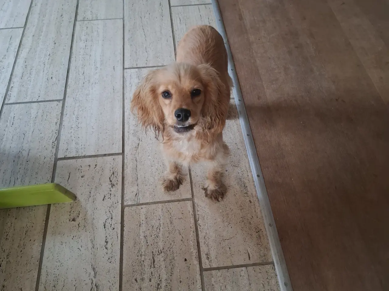 Billede 3 - Sødeste Engelsk Cockerspaniel piger