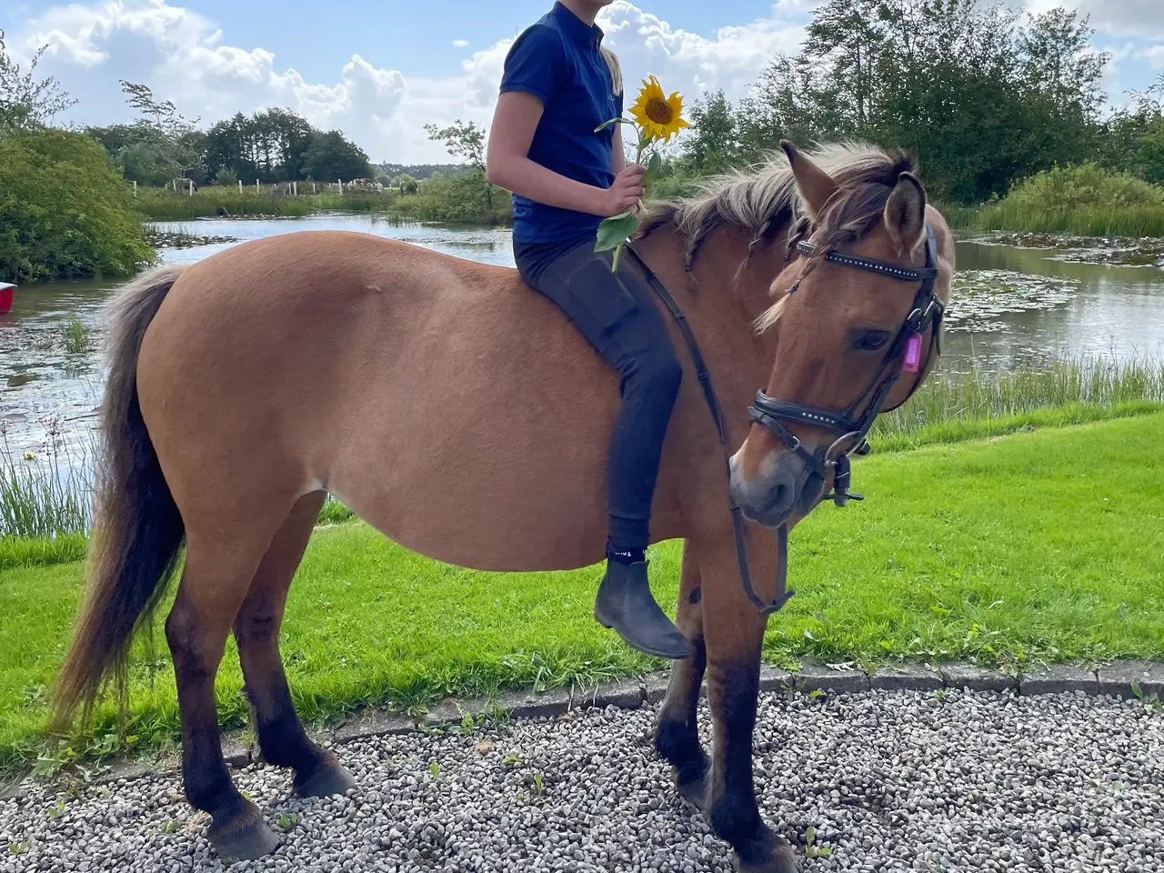 Billede 1 - Ener børnepony 