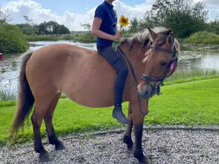 Ener børnepony 