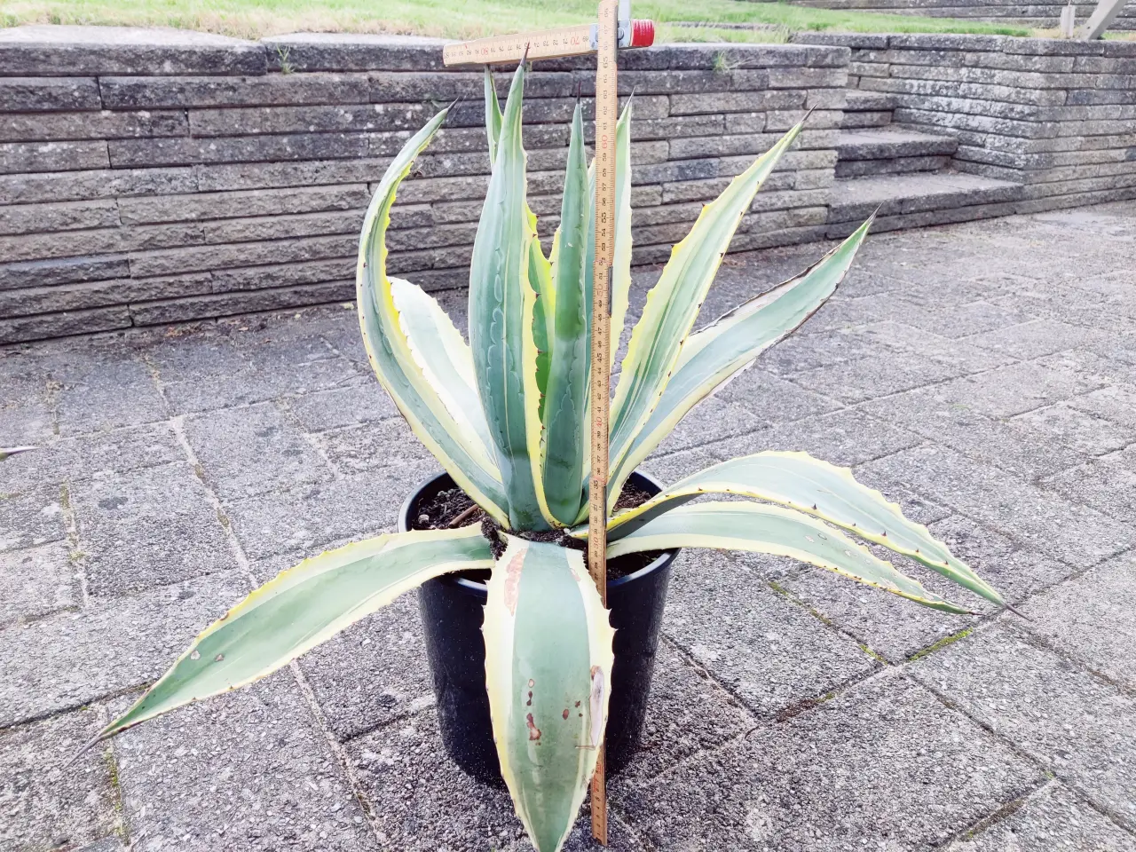 Billede 6 - Agave 2 stk