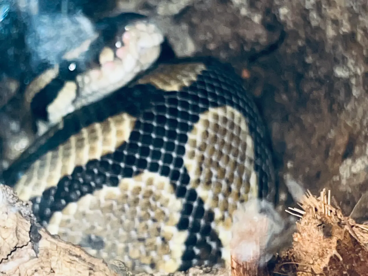 Billede 3 - Kongepython hun sælges
