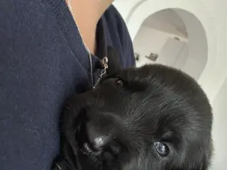 Labrador hvalpe sælges