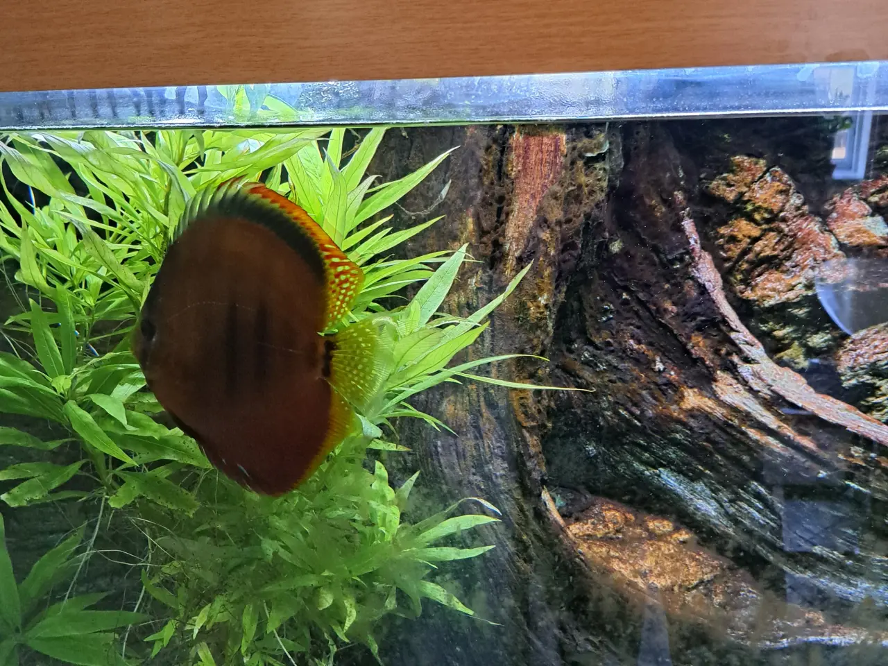 Billede 2 - Flot Juwel Akvarium 450 L med 3D baggrund