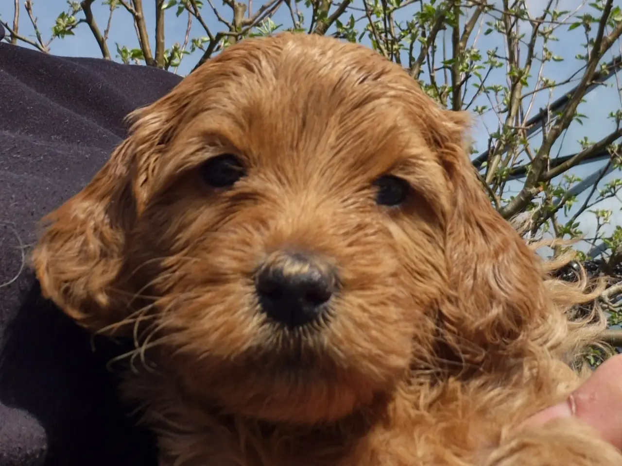 Billede 11 - Goldendoodle hvalpe - 14-21 kg