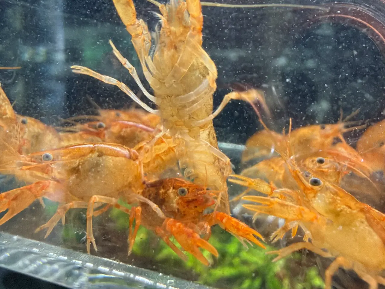 Billede 4 - 🦞 Flotte luksus orange CPO krebs🦞