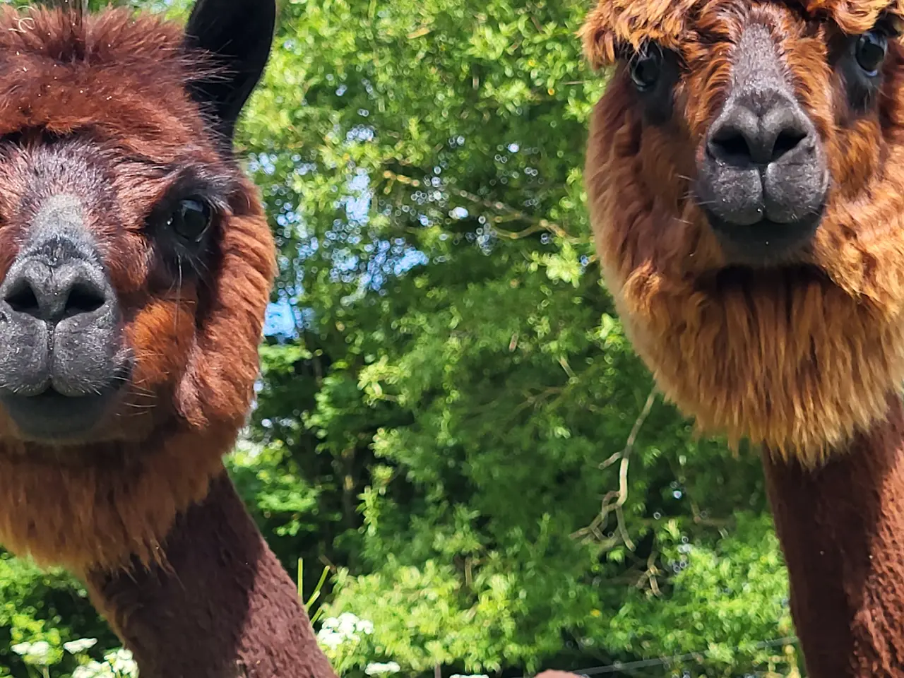 Billede 4 - Alpacaer 4 stk 