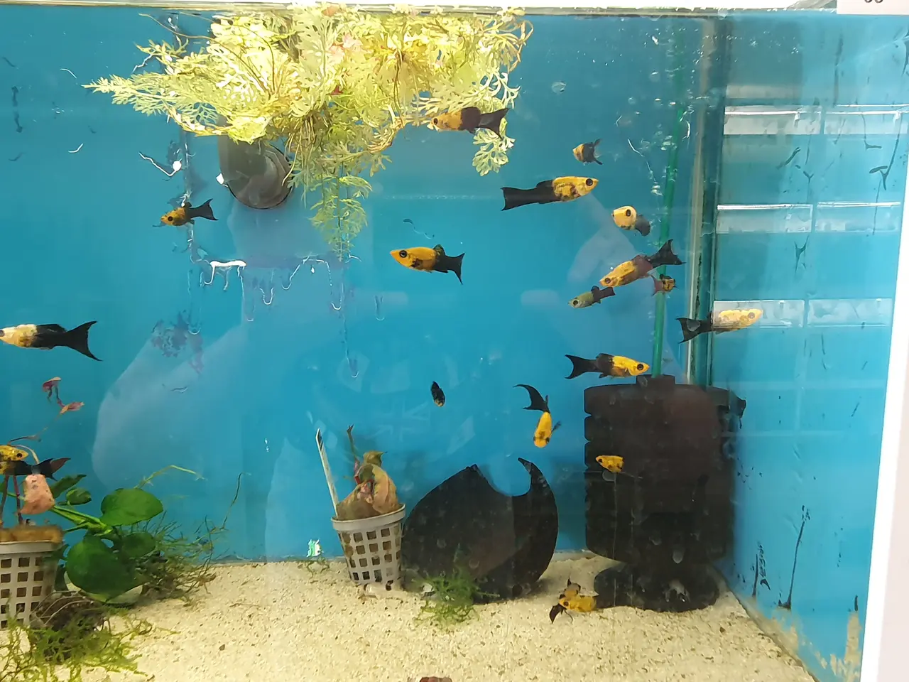 Billede 3 - 🖤💛🐟 BLACK GOLD MOLLY LYRA TIL SALG 🐟💛🖤