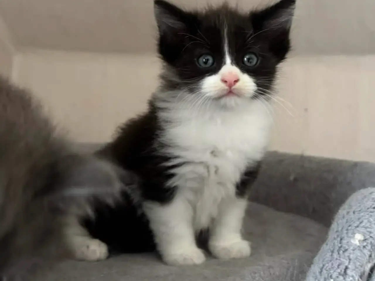 Billede 6 - 💙🖤Maine Coon/Ragdoll hankillinger 🖤💙