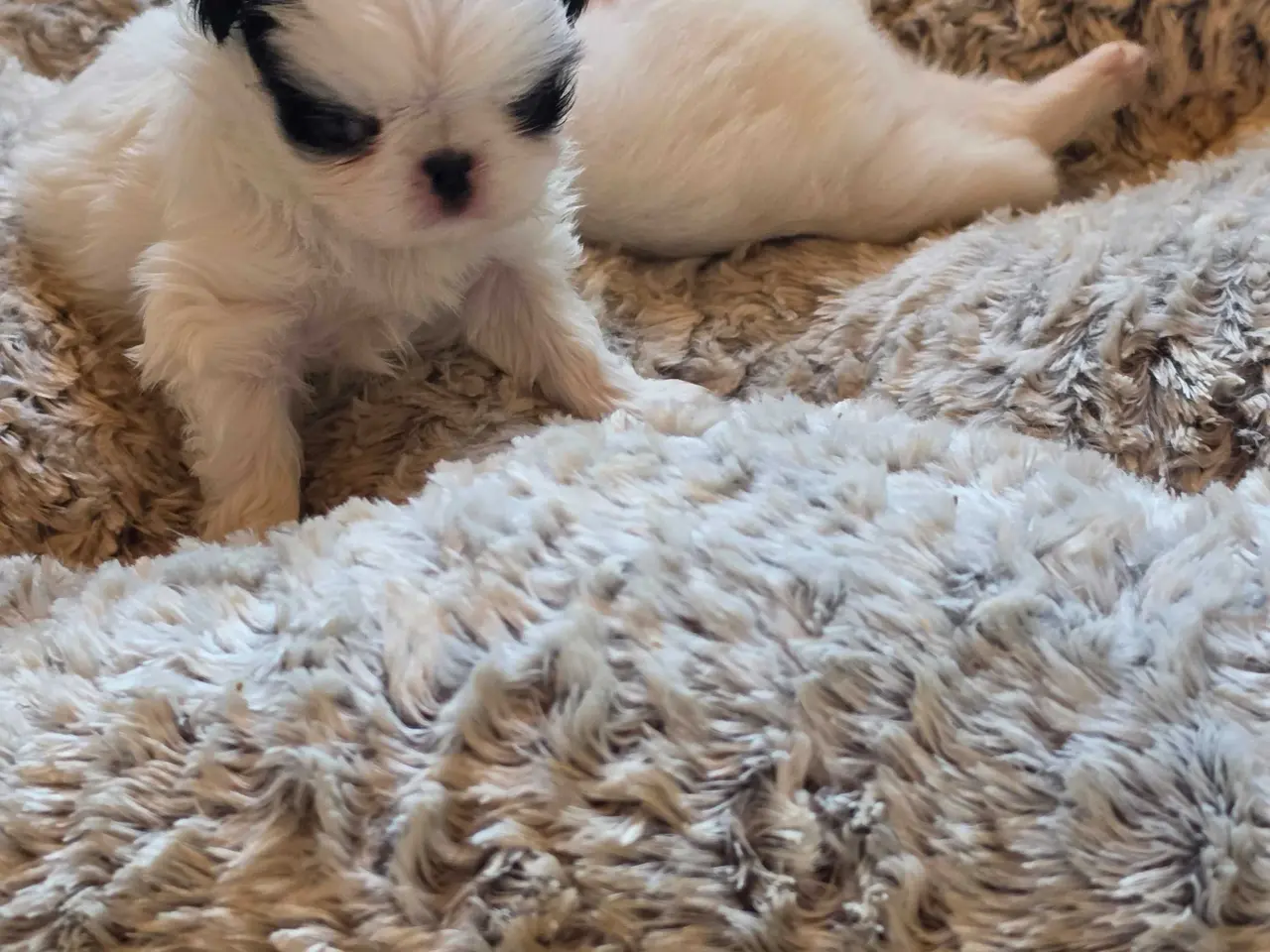 Billede 2 - Japanese chin hvalpe