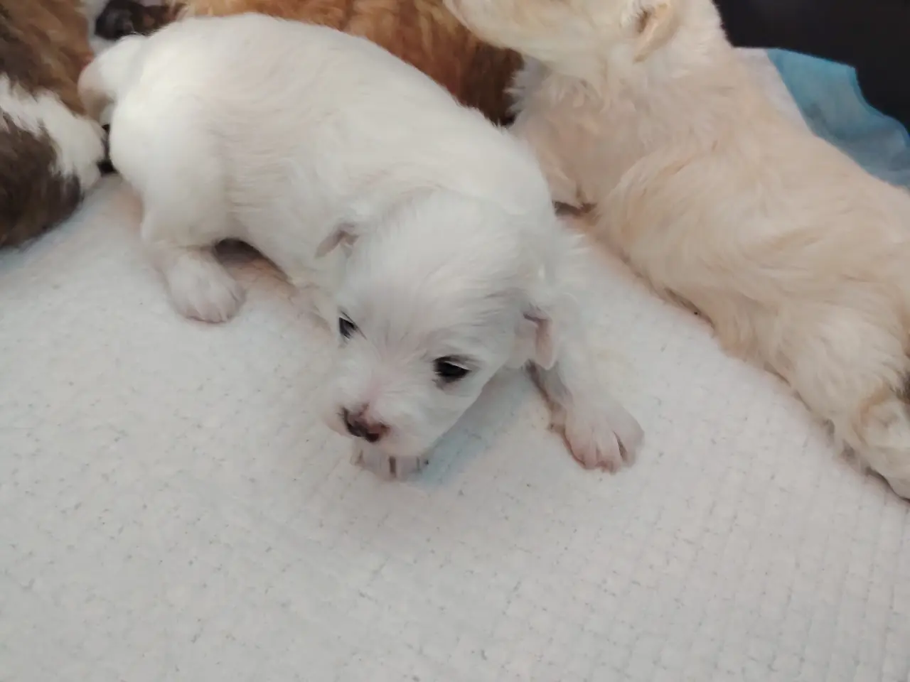 Billede 6 - bichon havanesse hvalpe