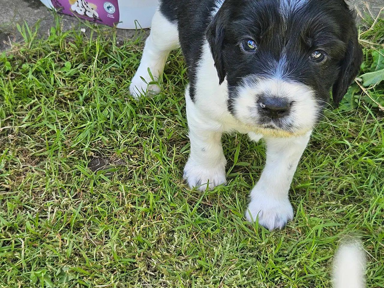 Billede 2 - Engelsk springer spaniel 