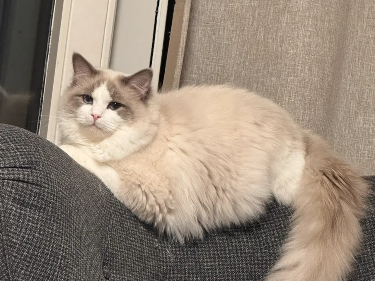 Billede 3 - dejlige Ragdoll-killinger