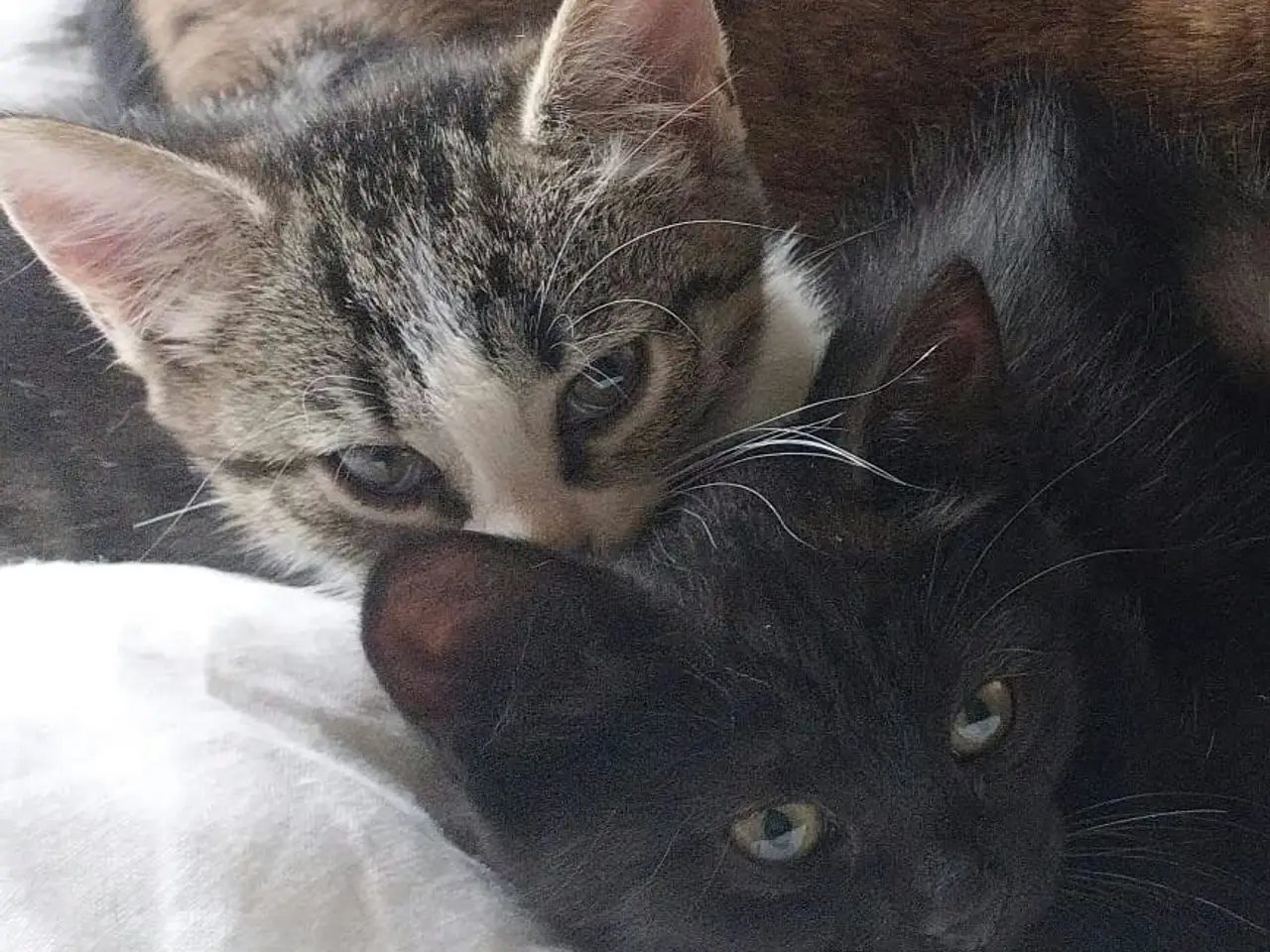 Billede 2 - Persian mix black kittens