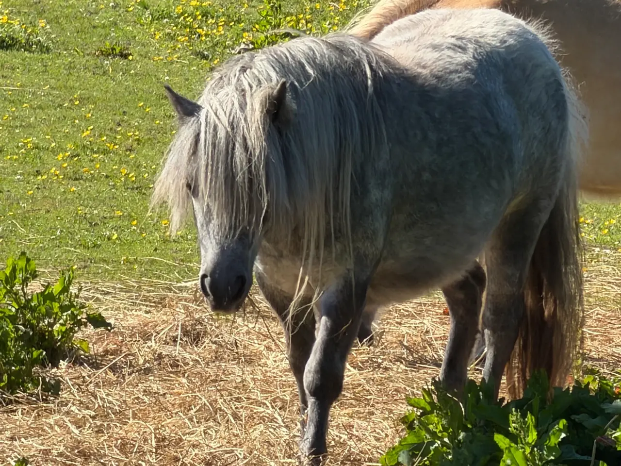 Billede 4 - Super smuk skimmel shetlænderhoppe med rødt pas 
