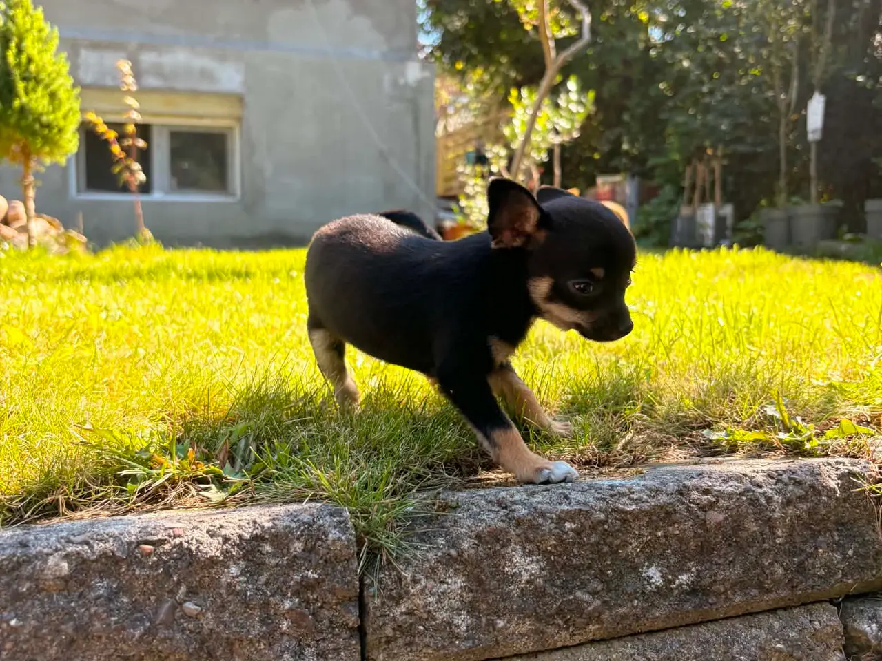Billede 4 - Chihuahua-hvalpe