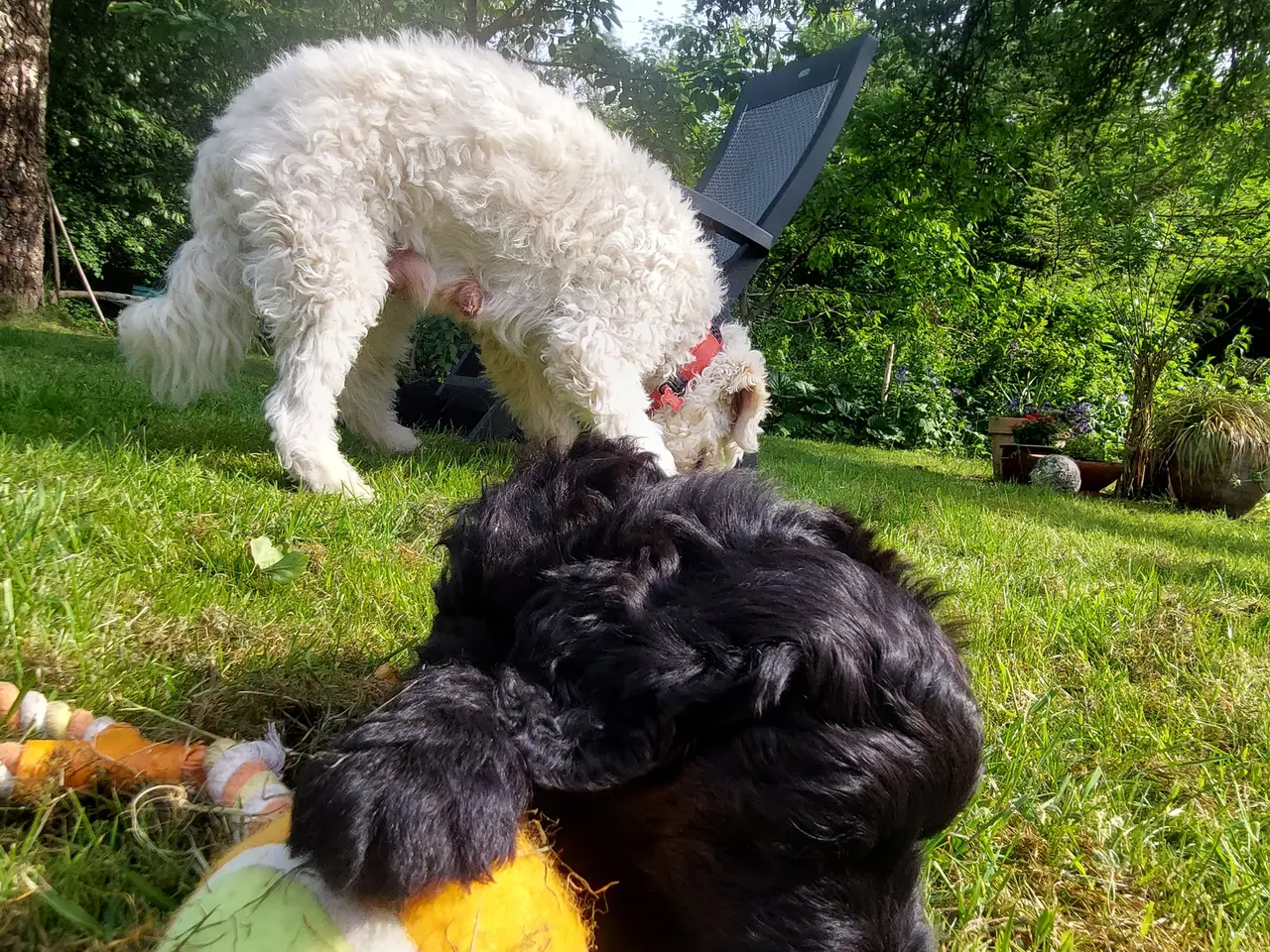 Billede 3 - Berner/Golden doodle.... ikke labradoodle