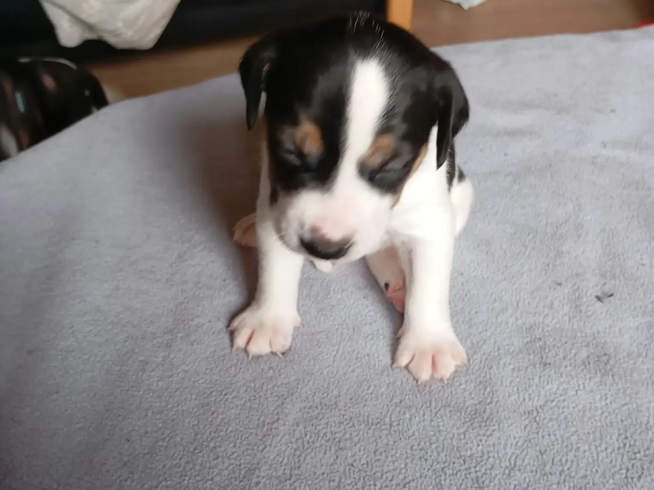 Billede 2 - Ðansk svensk gårdhunde hvalpe