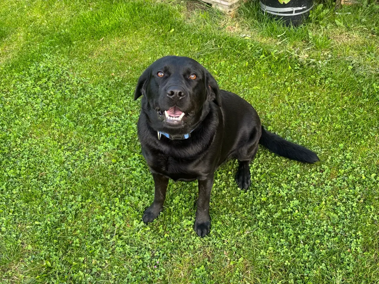 Billede 4 - Super dejlig hanhund