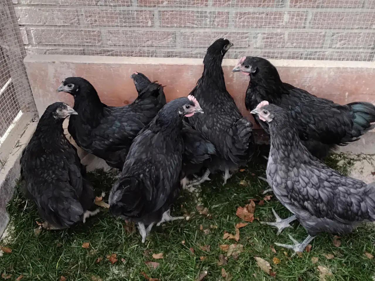 Billede 2 - Australorps haner
