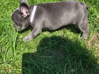 DKS FLOTTESTE FRANSKE BULLDOG HVALPE - 5