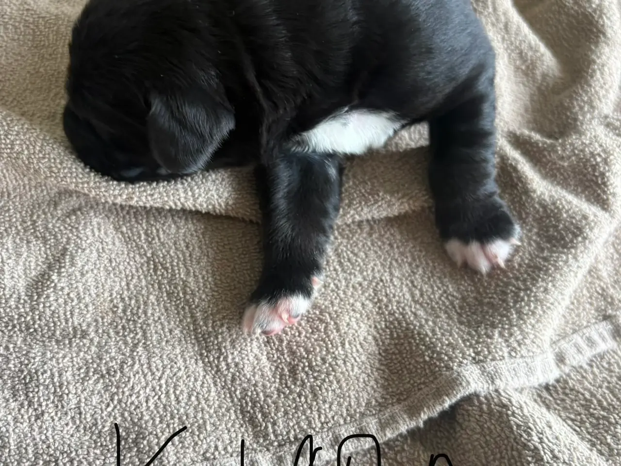 Billede 7 - Labrador/berner sennen blanding