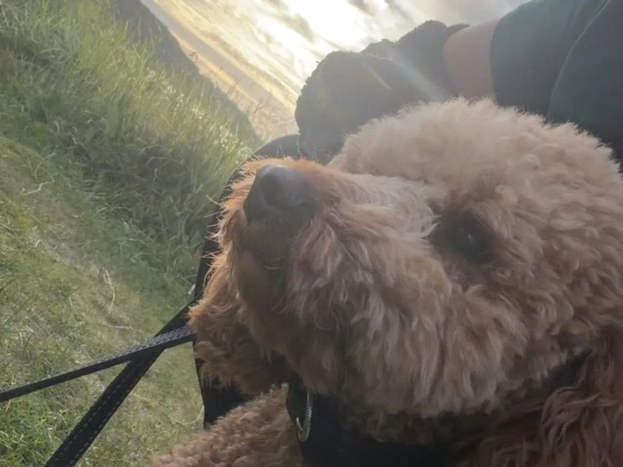 Billede 1 - 🐩 Dværgpuddel han tilbydes til parring 🐩