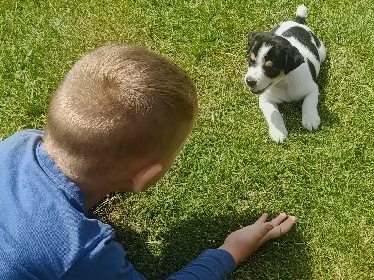 Billede 1 - BABY Dansksvensk gårdhund