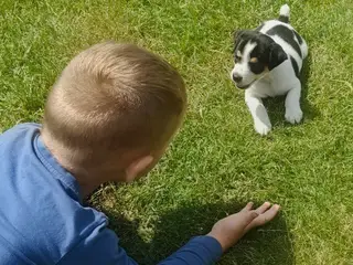 BABY Dansksvensk gårdhund