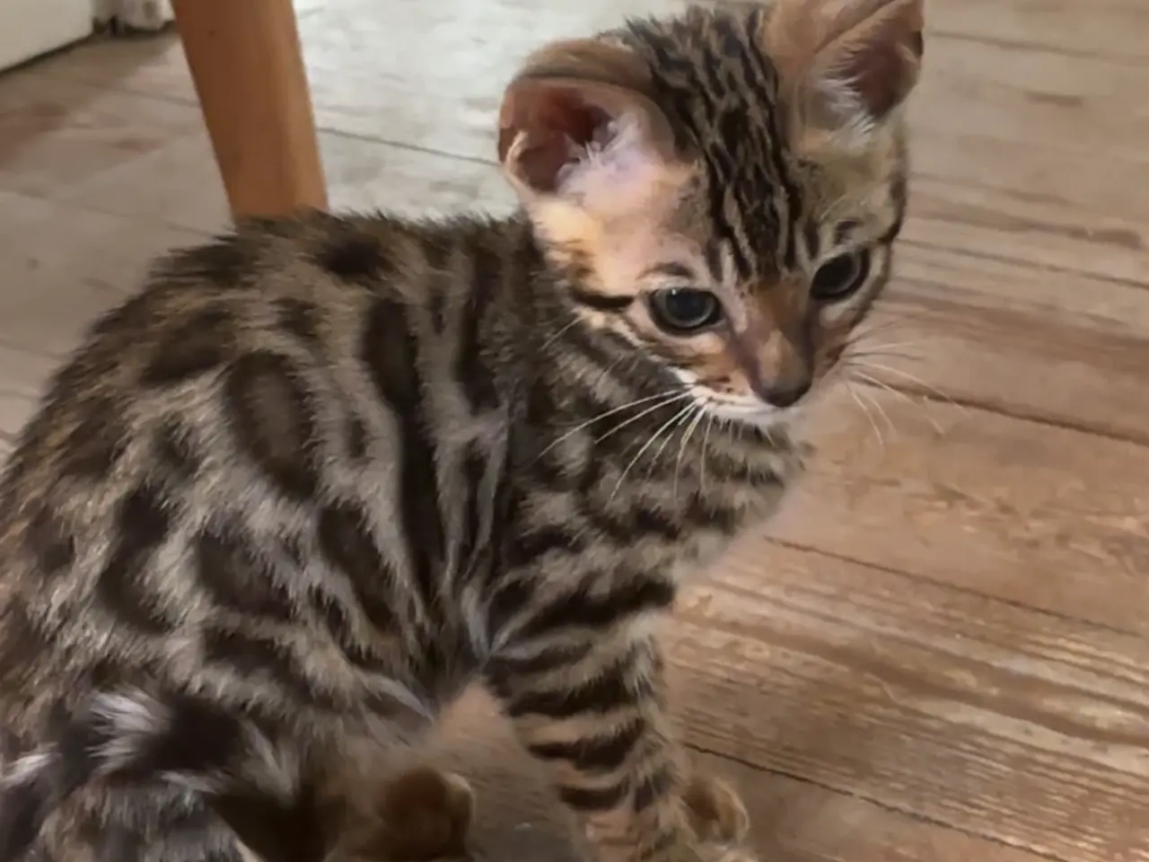 Billede 1 - Fine Bengal killinger klar til afrejse