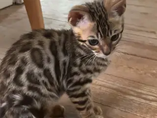 Fine Bengal killinger klar til afrejse