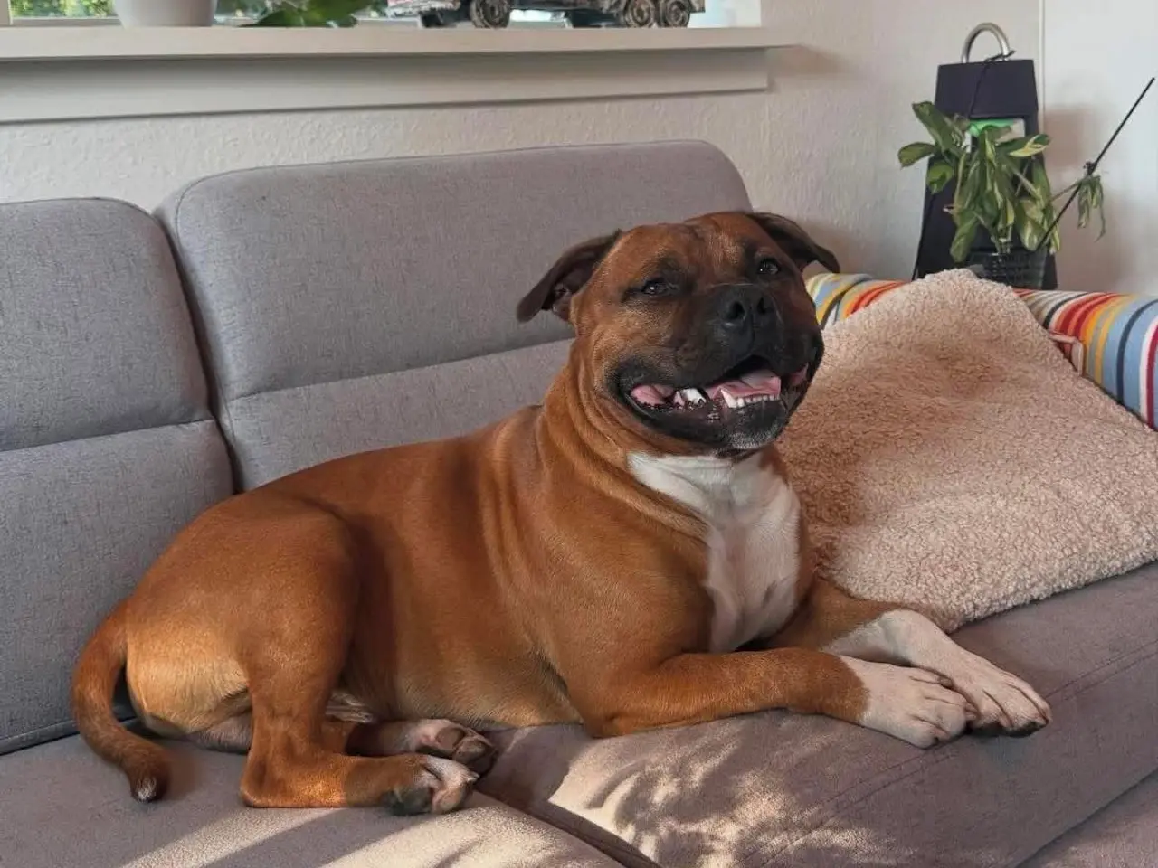 Billede 9 - Engelsk stafford Bull terrier