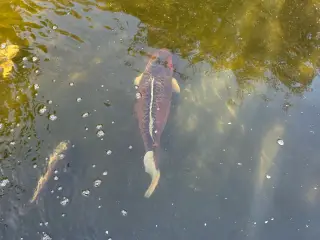Stor koi karpe