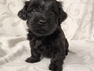 sødeste Bichon Havanais hvalpe