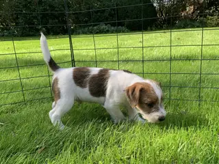 Super skøn Jack russel Terrier - han