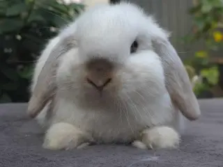 Minilop