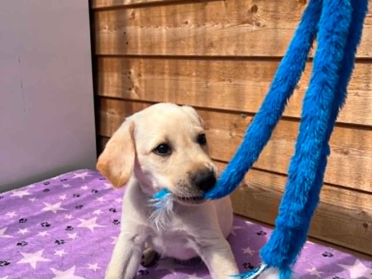 Billede 11 - 💛 Skøn gul Formel 1 Labrador han 💛