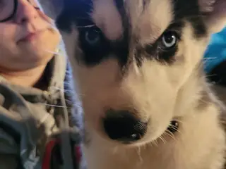 husky hvalpe